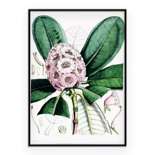 Poster Eine Cartoon-Illustration eines Rhododendrons
