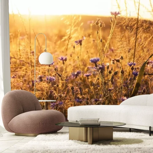 Fototapete Kornblumen auf einem Feld in den Sonnenstrahlen