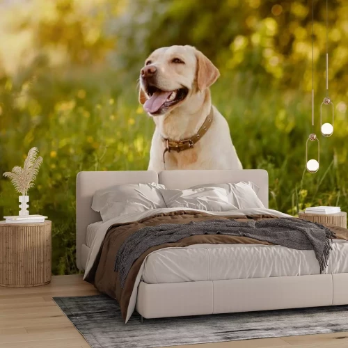 Fototapete Hellbrauner Labradorhund auf einer grünen Wiese