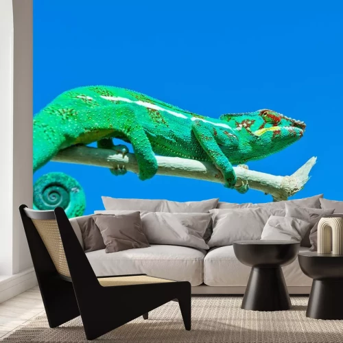 Sticker Tiere Chamäleon mit roten Flecken auf dem Auge