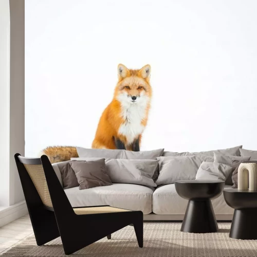 Fototapete roter Fuchs auf weißem Hintergrund