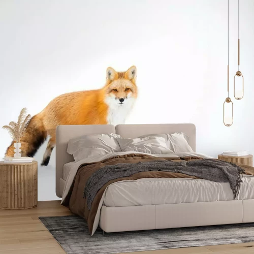 Fototapete Fuchs auf weißem Hintergrund