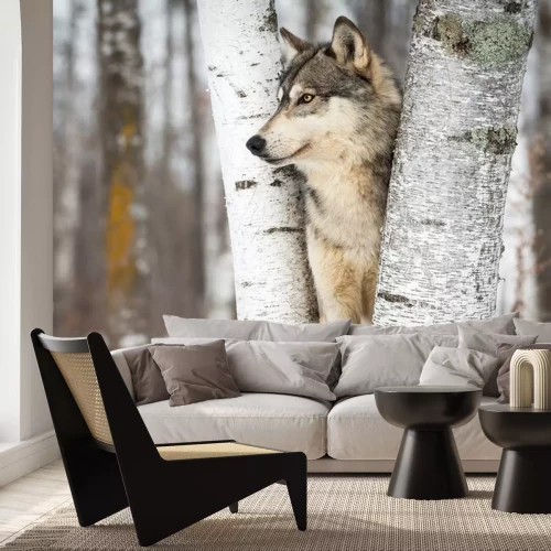 Fototapete Grauer Wolf (Canis lupus) zwischen Bäumen, die nach links schauen