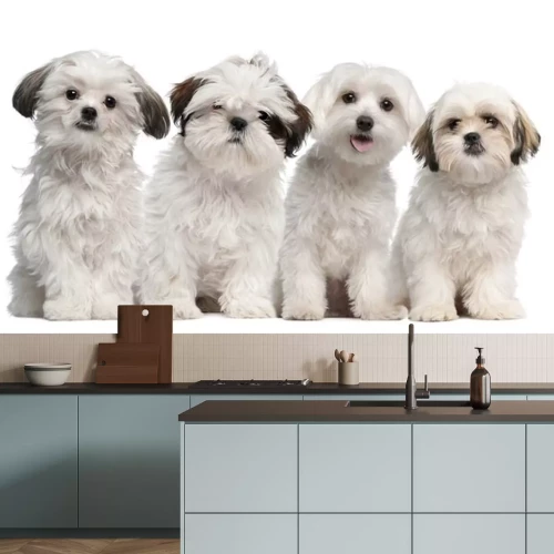 Sticker Haustiere Shih Tzu und Malteser schauen geradeaus