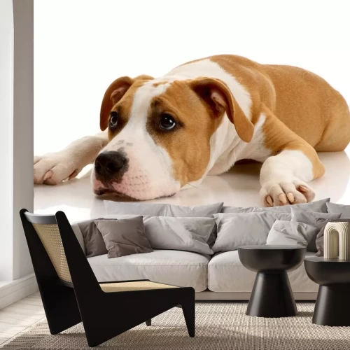 Sticker Ein lateinischer Hund auf weißem Hintergrund