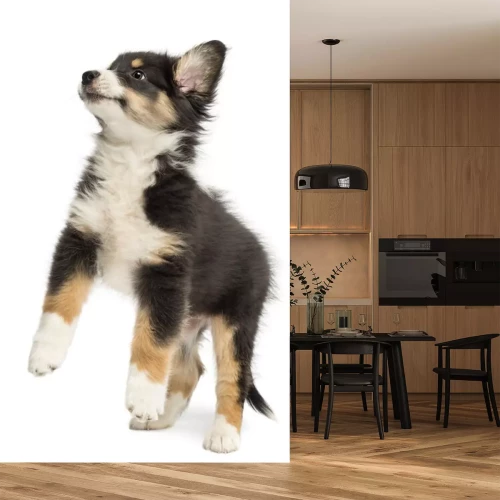 Sticker Haustiere Australischer Schäferhund springt hoch