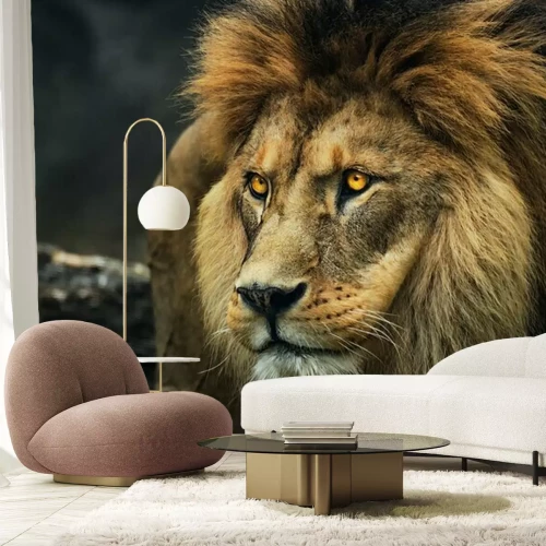 Fototapete Porträt eines Berberlöwen