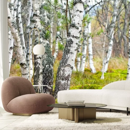 Fototapete Birken und Moos