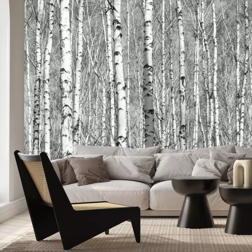 Fototapete Dichtes Birkenwäldchen