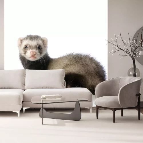 Sticker Haustiere Frettchen mit kleinen Ohren