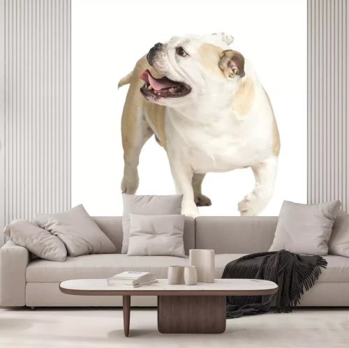 Sticker Tiere Bulldogge mit herausgestreckter Zunge