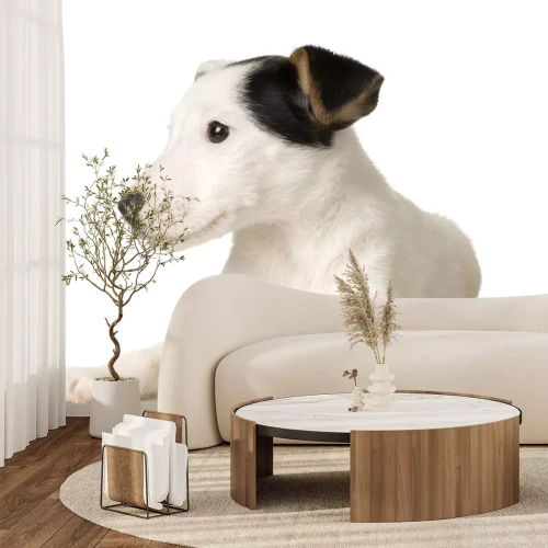 Sticker Tiere Jack Russell schaut seitwärts