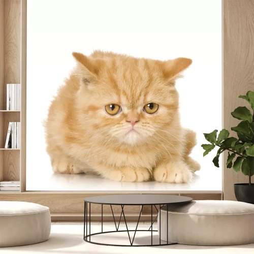 Sticker Haustiere Katze mit gelangweiltem Gesicht