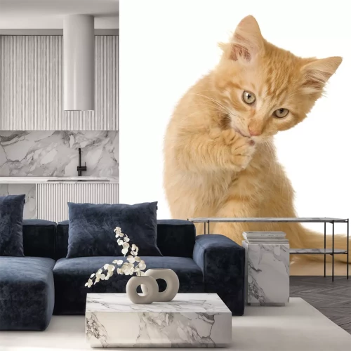 Sticker Tiere rote Katze leckt Pfote