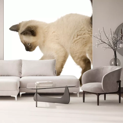 Sticker Tiere Siamesische Katze mit blauen Augen