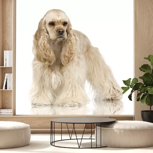 Sticker Tiere Biskuit Spaniel mit langen Ohren