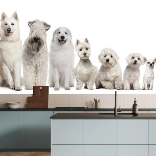 Sticker Haustiere weiße Hunde, geordnet vom größten zum kleinsten