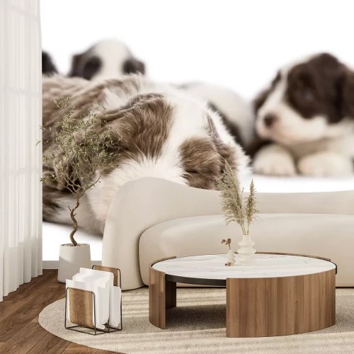 Sticker Haustiere schlafender Bearded Collie mit ausgestreckter Pfote