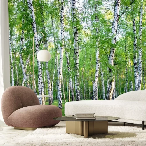 Fototapete Birkenhain im Wald
