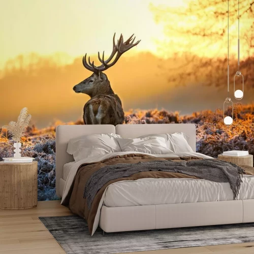 Fototapete Hirsch bei Sonnenaufgang