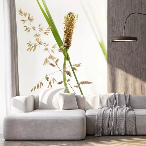 Fototapete Natur als Gräser