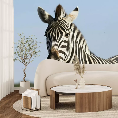 Fototapete Porträt eines schönen Zebras am Himmel