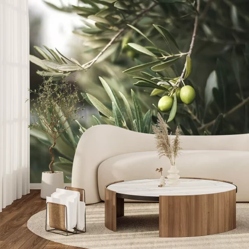 Fototapete Green olive tree in morocco