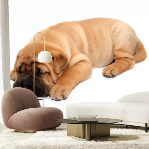 Sticker Schlafender Shar Pei