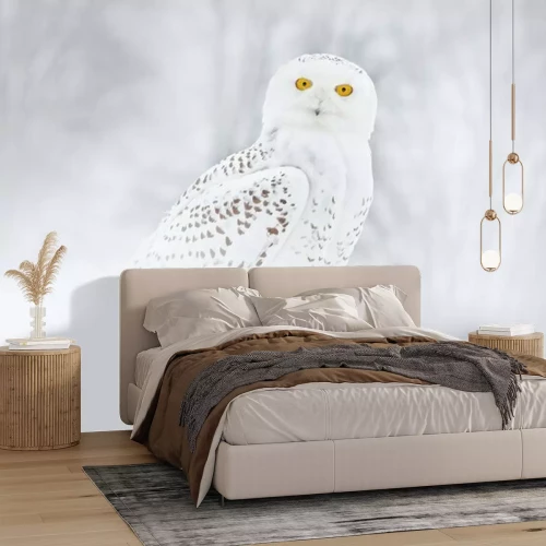 Fototapete Weiße Eule auf hellem Hintergrund