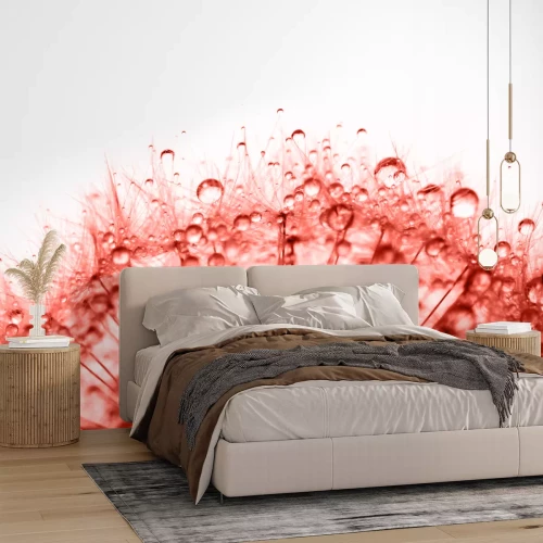 Fototapete Rote Pusteblume mit Tropfen