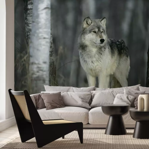 Sticker Grauer Wolf, Canis lupus