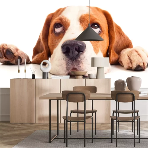 Sticker Pfoten und Kopf des Hundes ragen über die Tischplatte hinaus