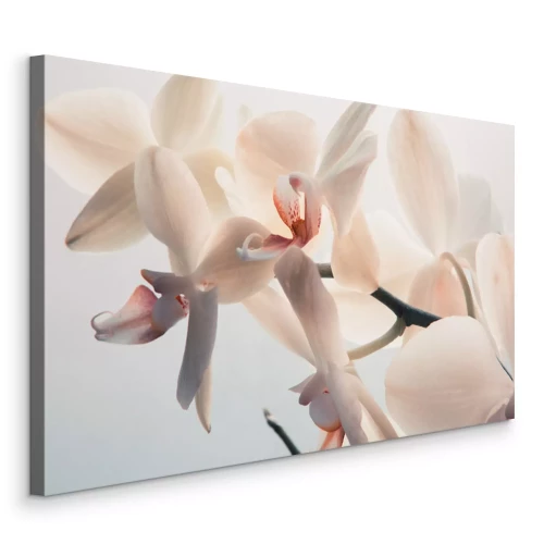 Bild Makroaufnahme von Orchideenblüten