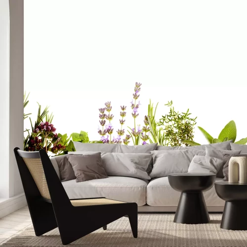 Fototapete Feldkräuter auf weißem Hintergrund