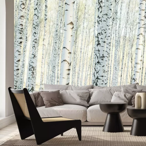 Fototapete Birkenwaldlandschaft am Morgen