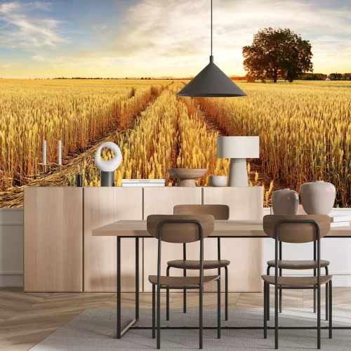 Fototapete Weizenfeld bei Sonnenuntergang