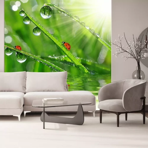 Fototapete Natur mit Marienkäfern