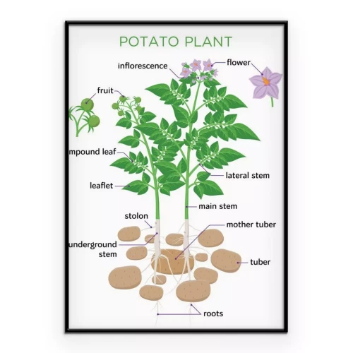 Visualisierung des Produkts