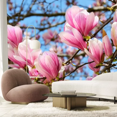 Sticker Blühende Magnolien im Frühling