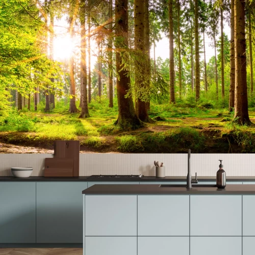 Fototapete Sonne zwischen den Bäumen im grünen Wald im Frühling Landschaft