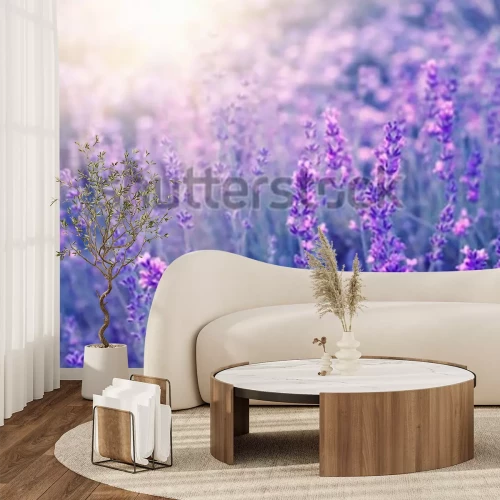 Fototapete Lavendelblüten im Sonnenlicht