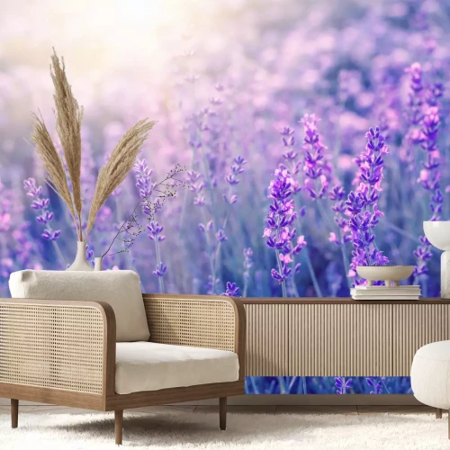 Fototapete Lavendelblüten im Sonnenlicht