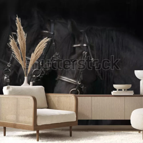 Fototapete Schwarze friesenpferde