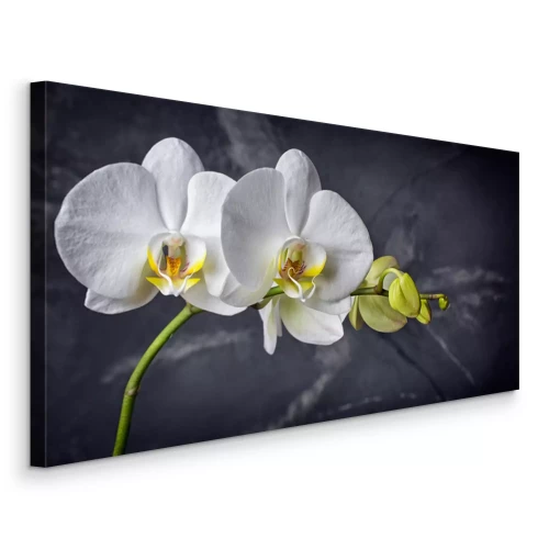 Bild Weiße Orchidee auf schwarzem Marmorhintergrund