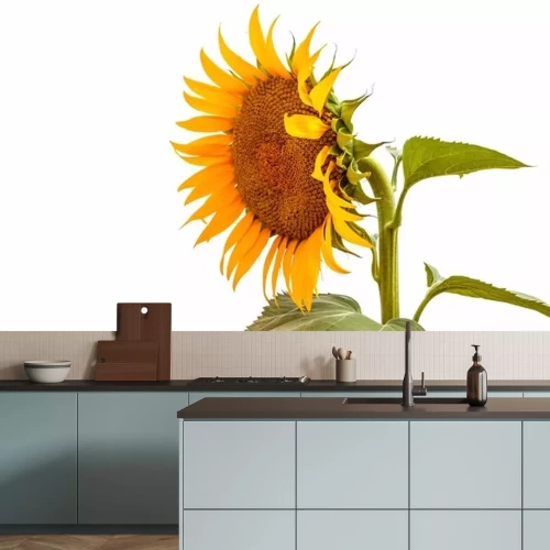 Sticker Sonnenblume auf weißem Hintergrund