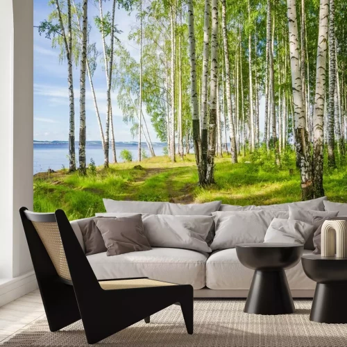 Fototapete Birch grove on the river in the summer on a Sunny day, the edge of the forest with grass.