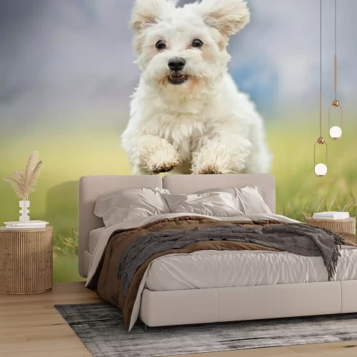 Fototapete Weißer Welpe