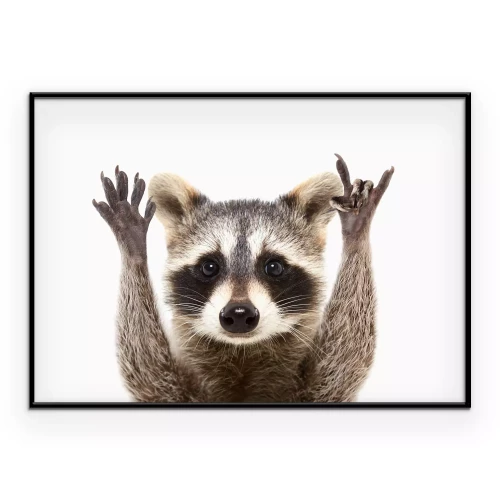 Poster Waschbär auf weißem Hintergrund