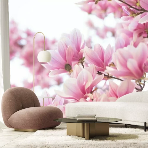 Fototapete Blooming branch of magnolia tree in spring time. Close up