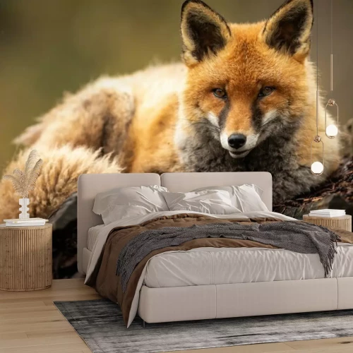 Fototapete Wald Fuchs